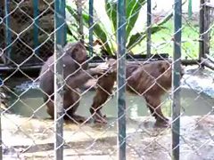 monkey sex in zoo